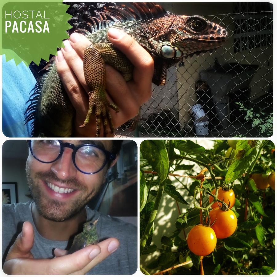 Pacasa Hostel 戴维 外观 照片